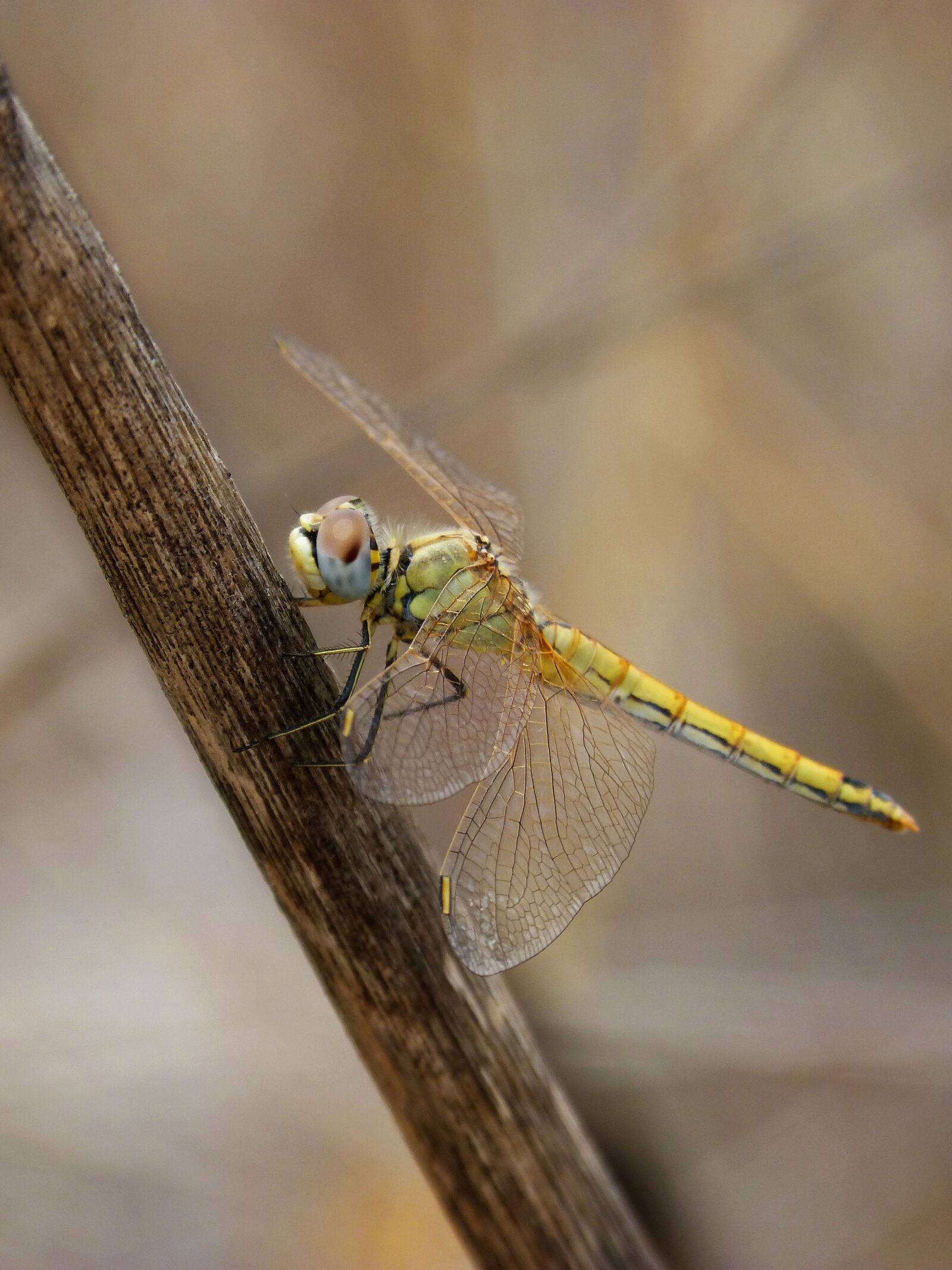Panasonic DMC-FZ62 sample photo. Dragonfly, yellow dragonfly, cane photography