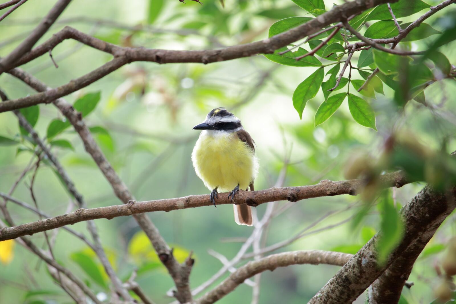 Canon EF-S 55-250mm F4-5.6 IS STM sample photo. Nature, outdoors, birds photography