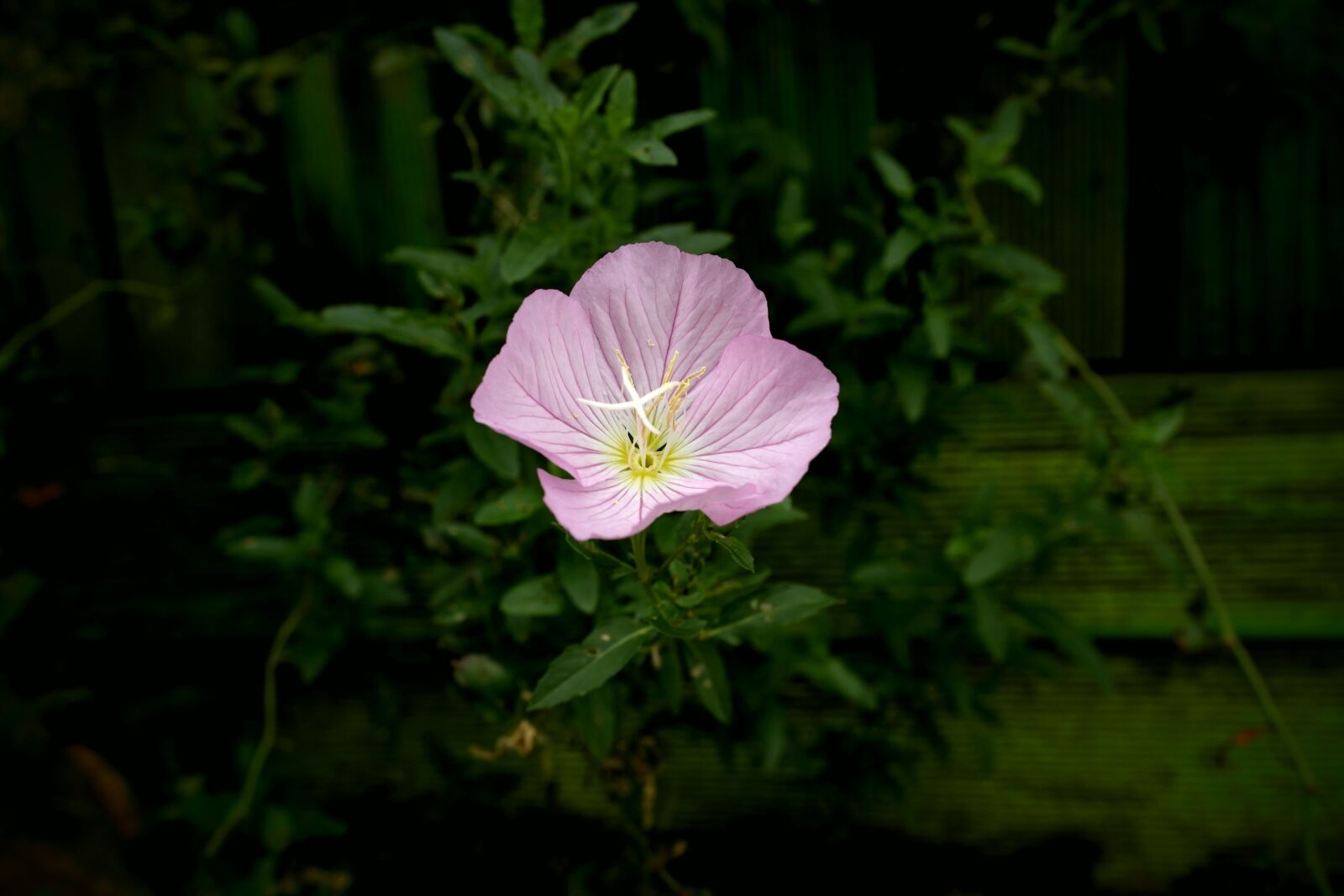 Samsung NX1000 sample photo. Flowers, pink flowers, affix photography