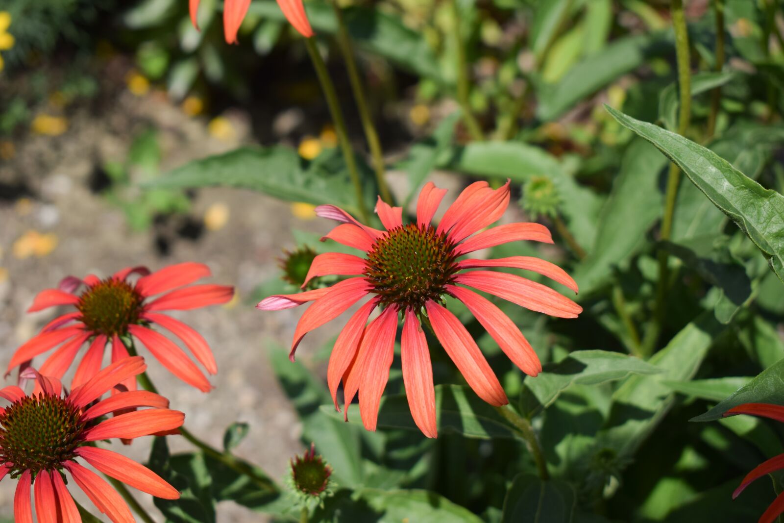 Nikon D3300 sample photo. Nature, flower, plant photography