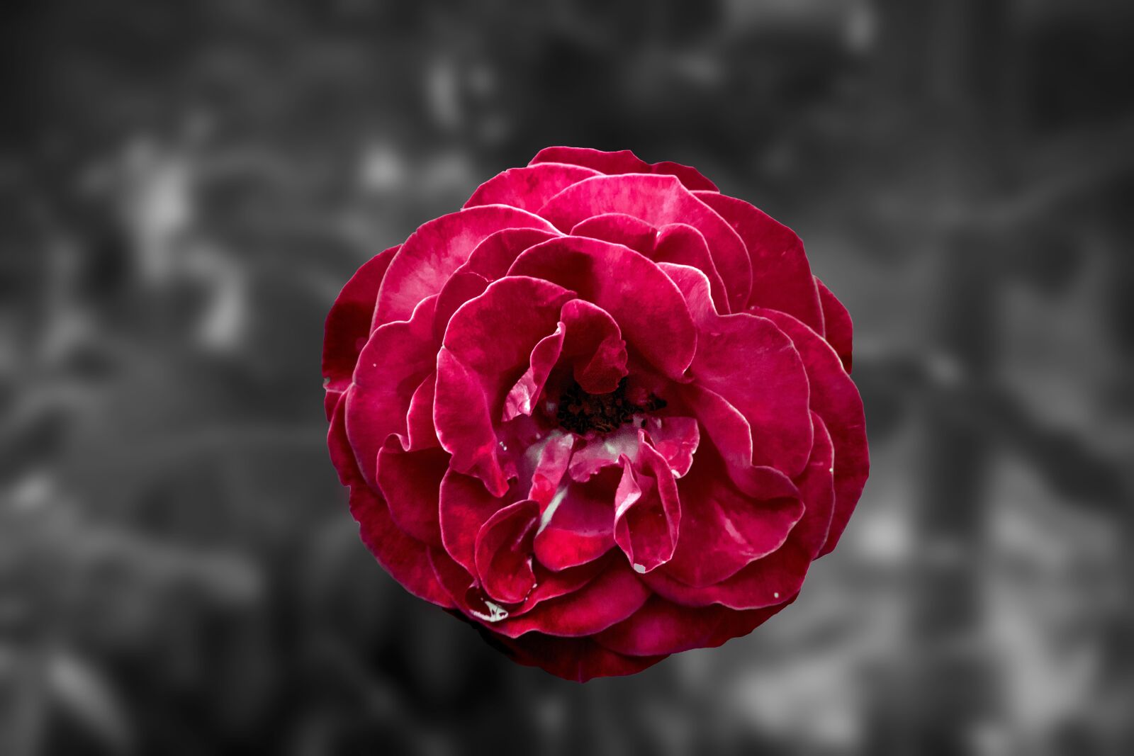 Nikon D3300 sample photo. Red, rose, flower photography