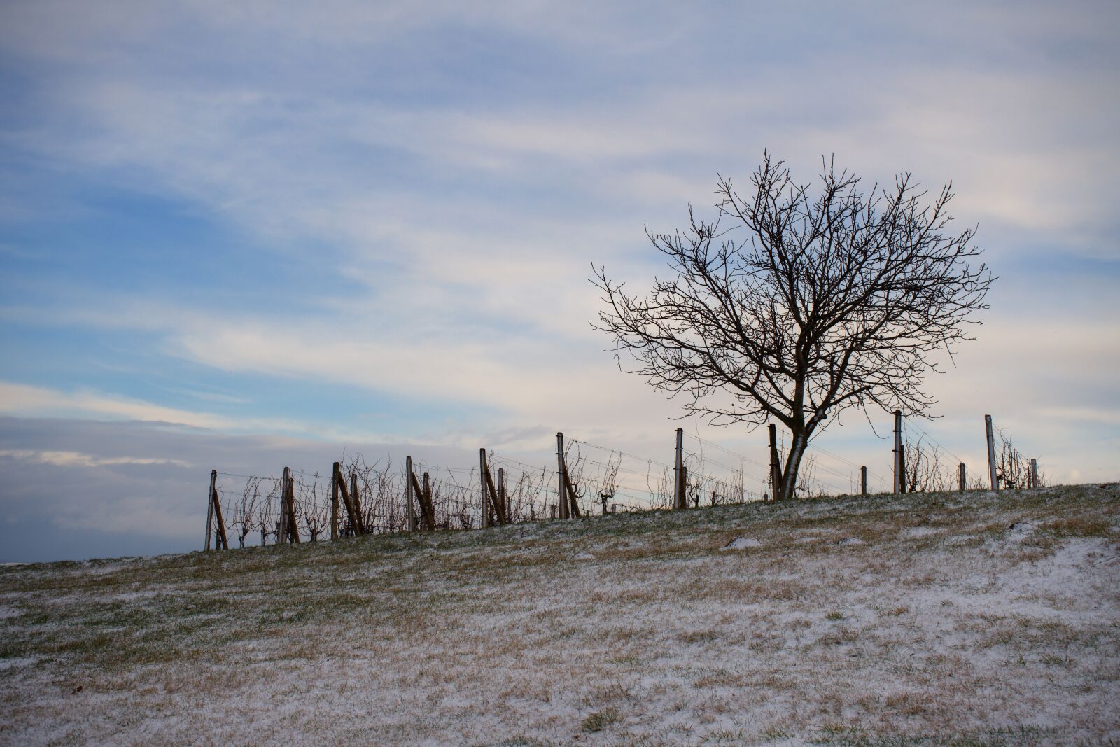 Sony a7 II + Sony FE 28-70mm F3.5-5.6 OSS sample photo. Tree, winter, landscape photography