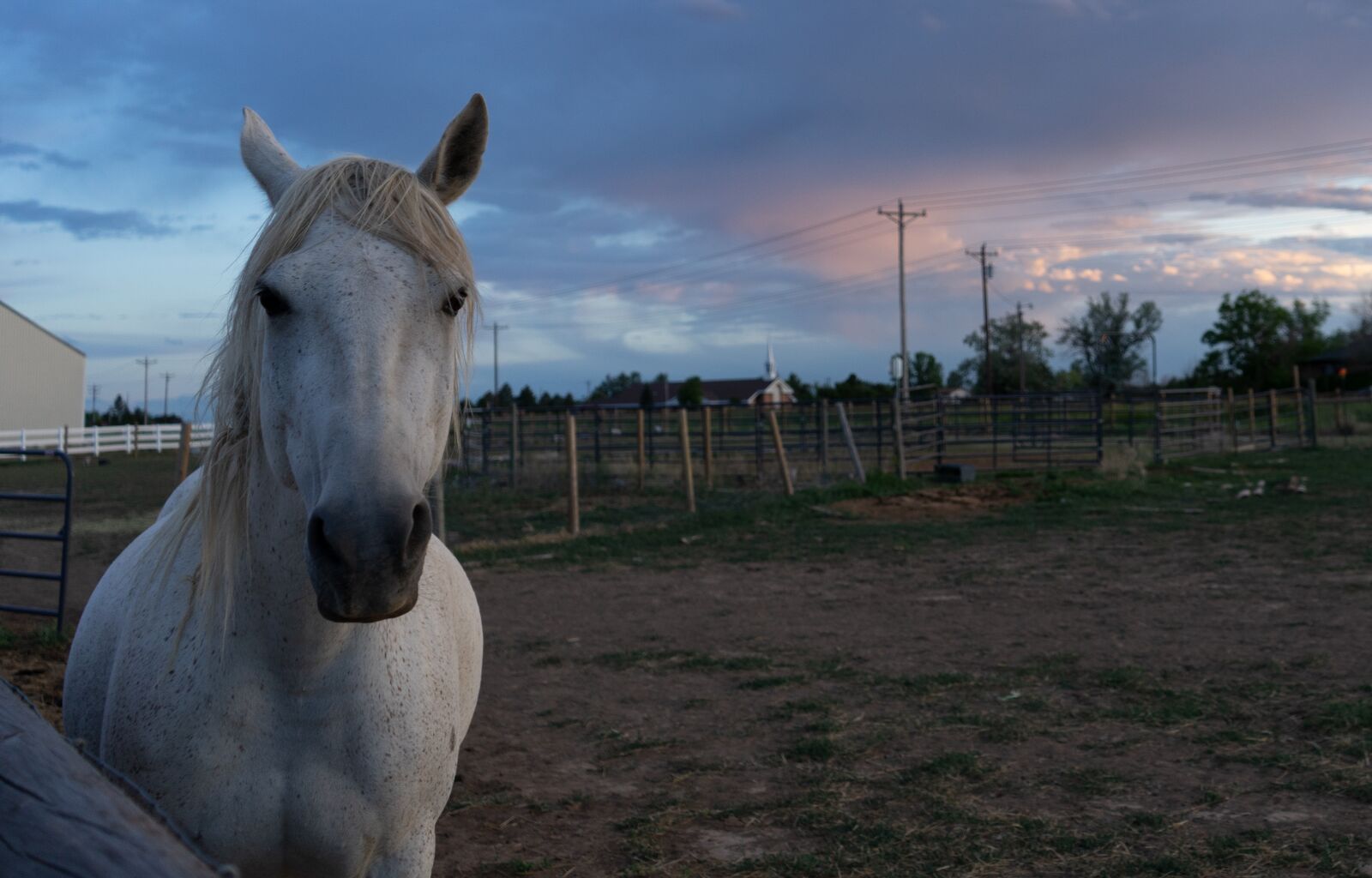 Sony FE 28-70mm F3.5-5.6 OSS sample photo. Horse, evening, pasture photography