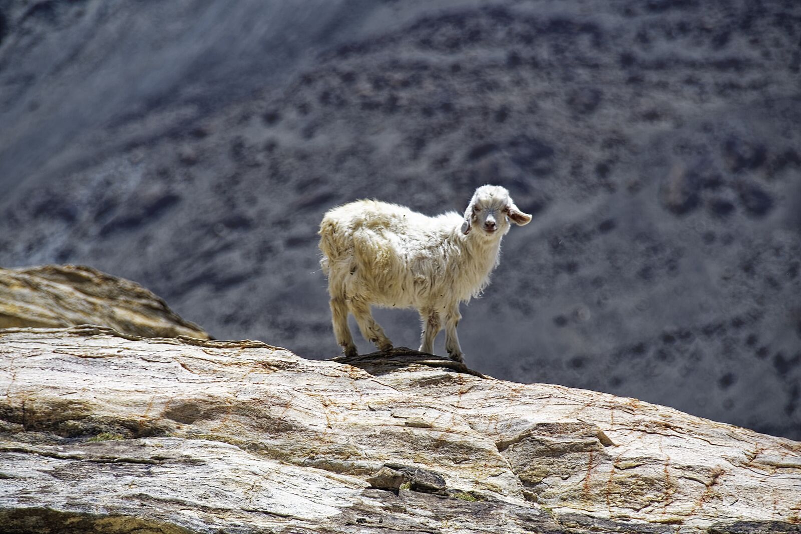 Nikon D500 sample photo. Sheep, animals, landscape rocks photography