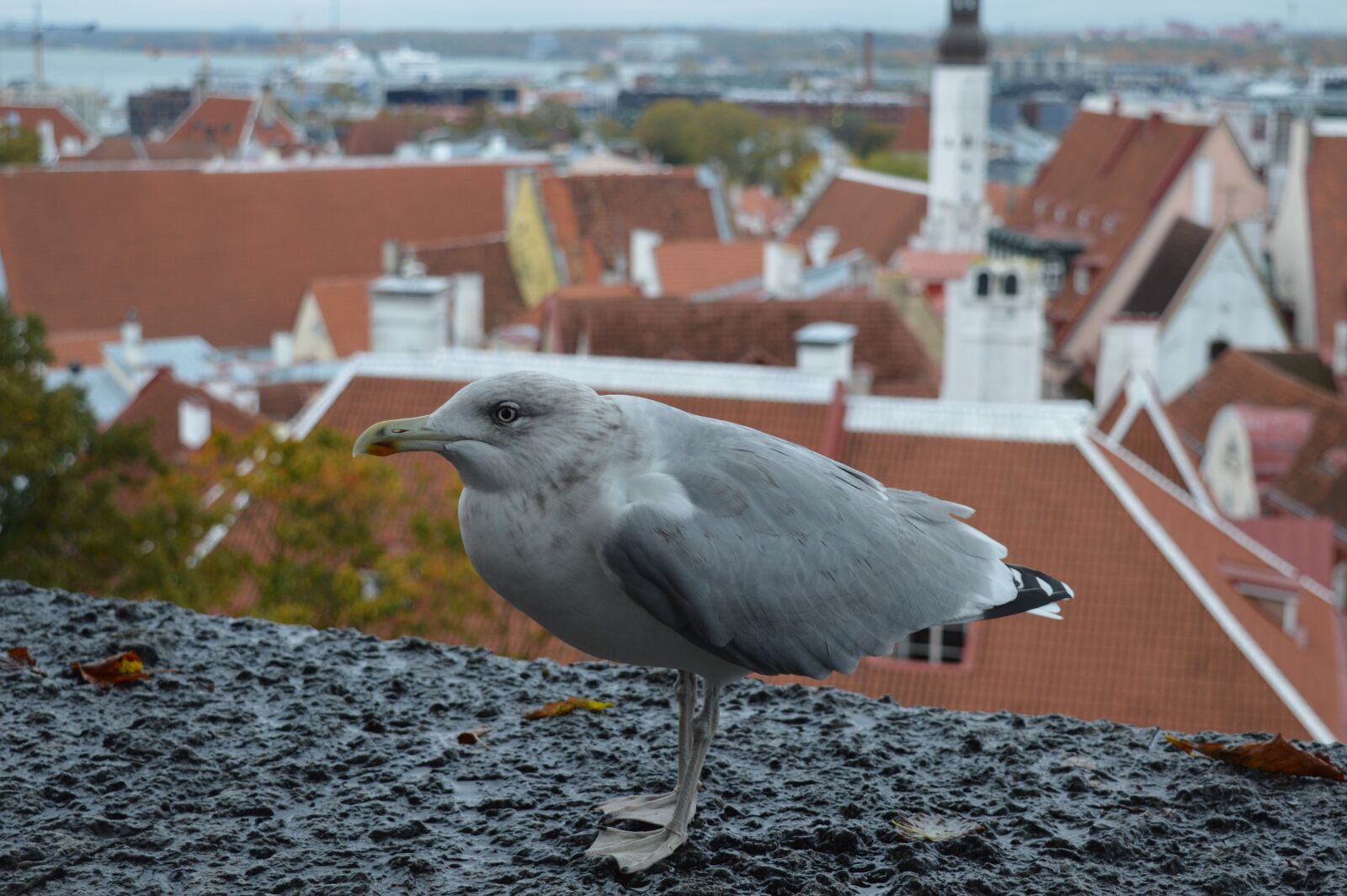Nikon D3200 sample photo. Estonia, bird, europe photography