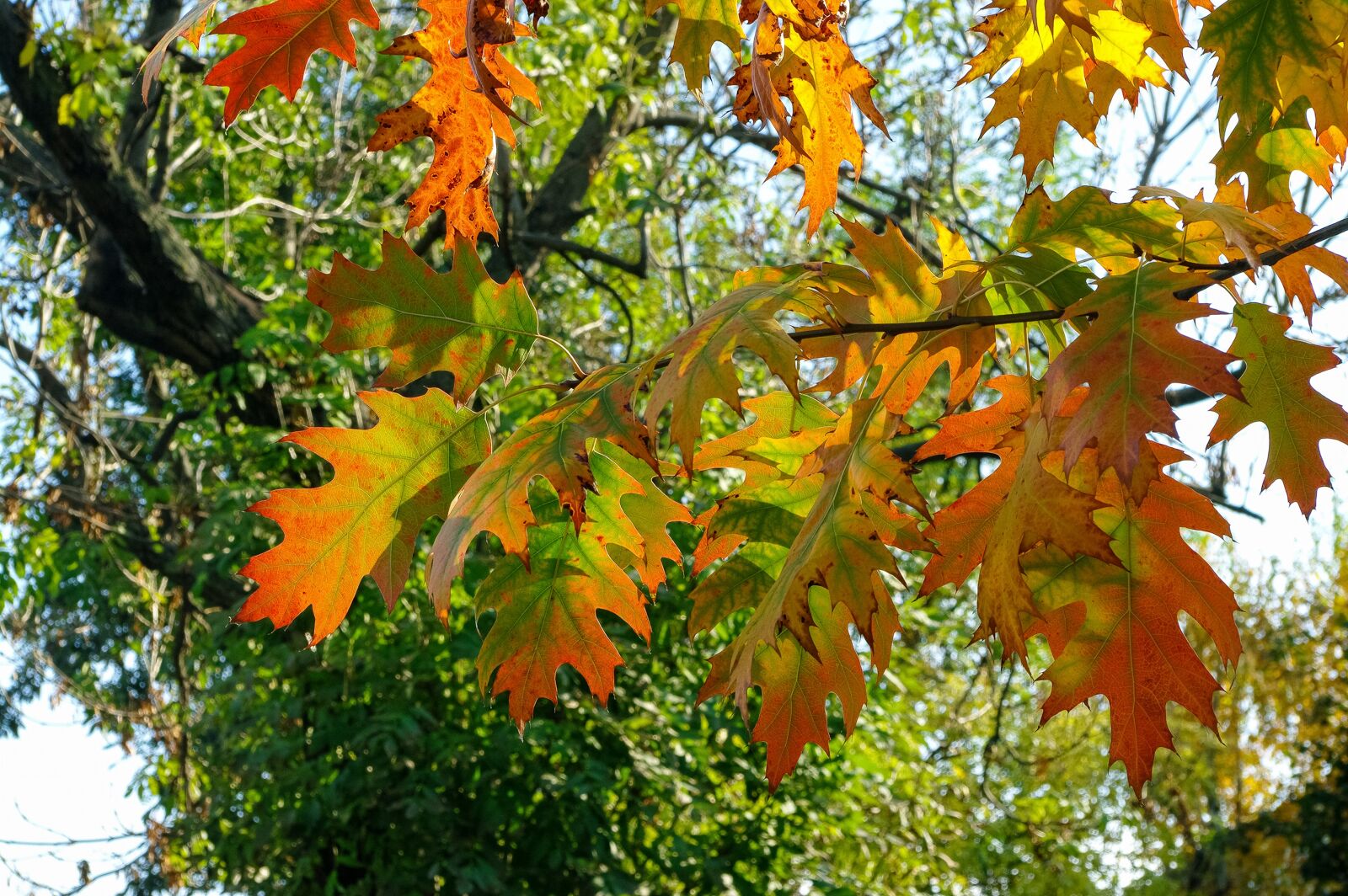Samsung GX-20 sample photo. Autumn weather, oak, colors photography