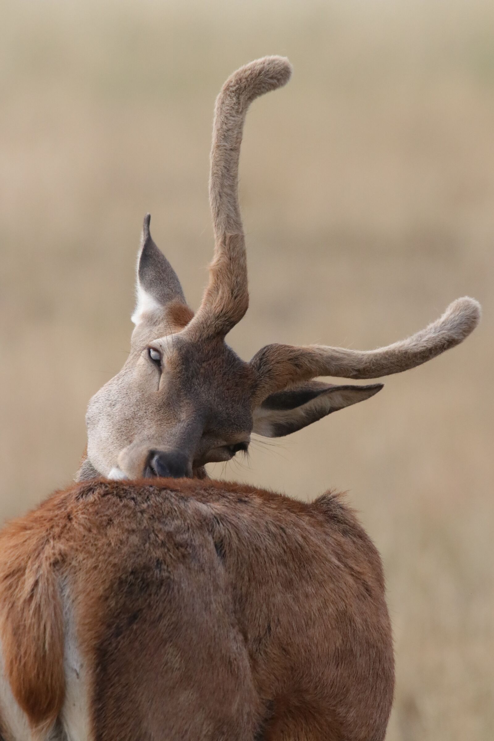 150-600mm F5-6.3 DG OS HSM | Sports 014 sample photo. Deer, buck, animal photography