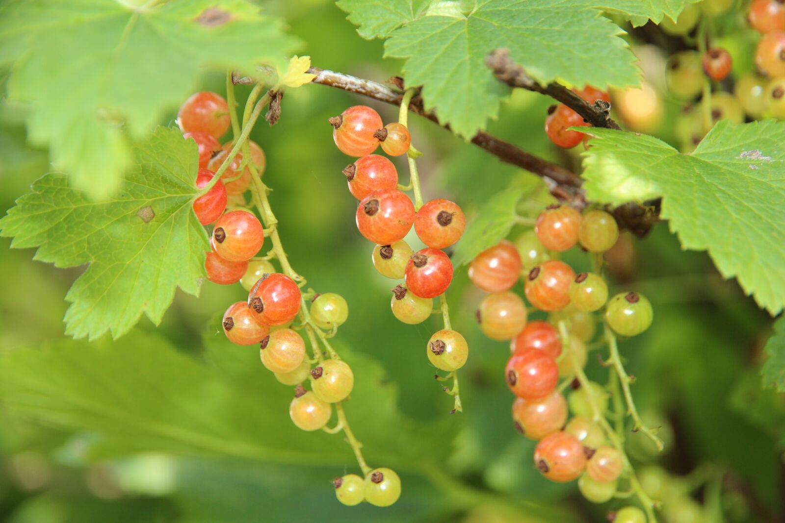 Canon EOS 650D (EOS Rebel T4i / EOS Kiss X6i) sample photo. Currant, berry, red currant photography