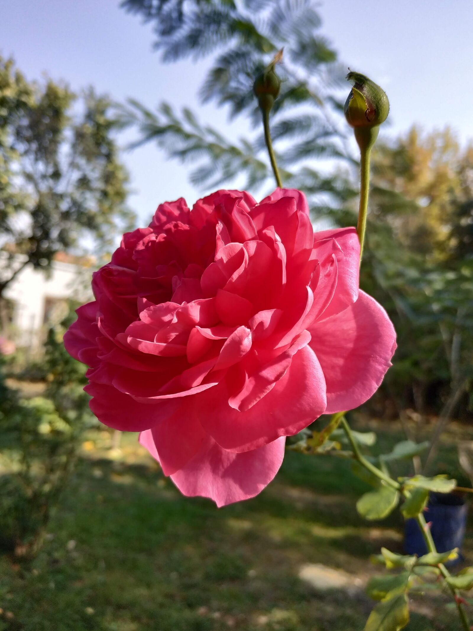 Xiaomi Redmi Note 5 sample photo. Rose, flower, garden photography