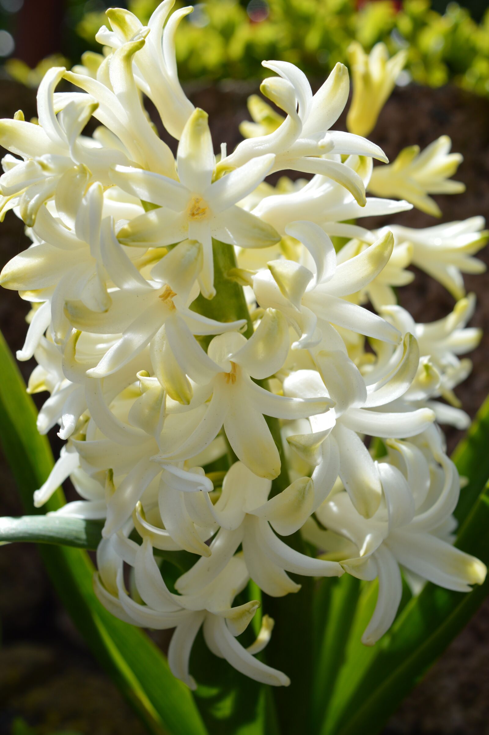Nikon D3200 sample photo. Hyacinth, white, close up photography