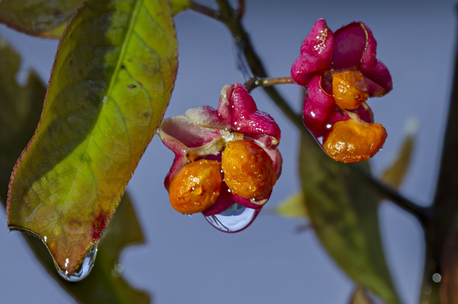 Canon EOS 7D sample photo. Ordinary spindle shrub, spindle photography
