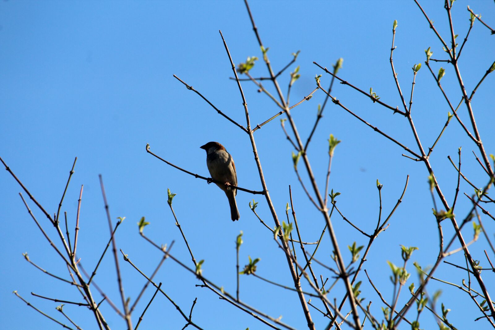 Canon EOS 1200D (EOS Rebel T5 / EOS Kiss X70 / EOS Hi) sample photo. Bird, sperling, animal photography