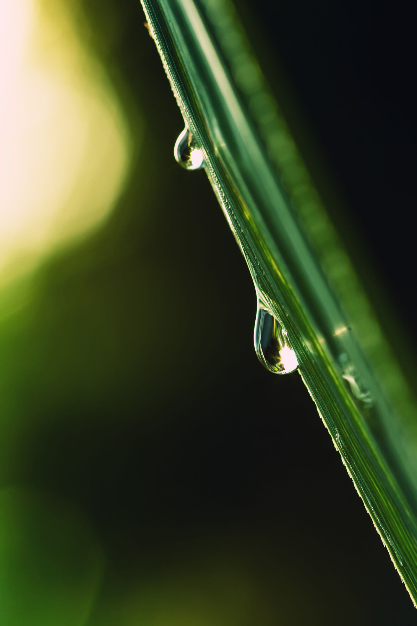 Canon EOS 6D + Canon EF 100mm F2.8 Macro USM sample photo. Beautiful, blade, of, grass photography