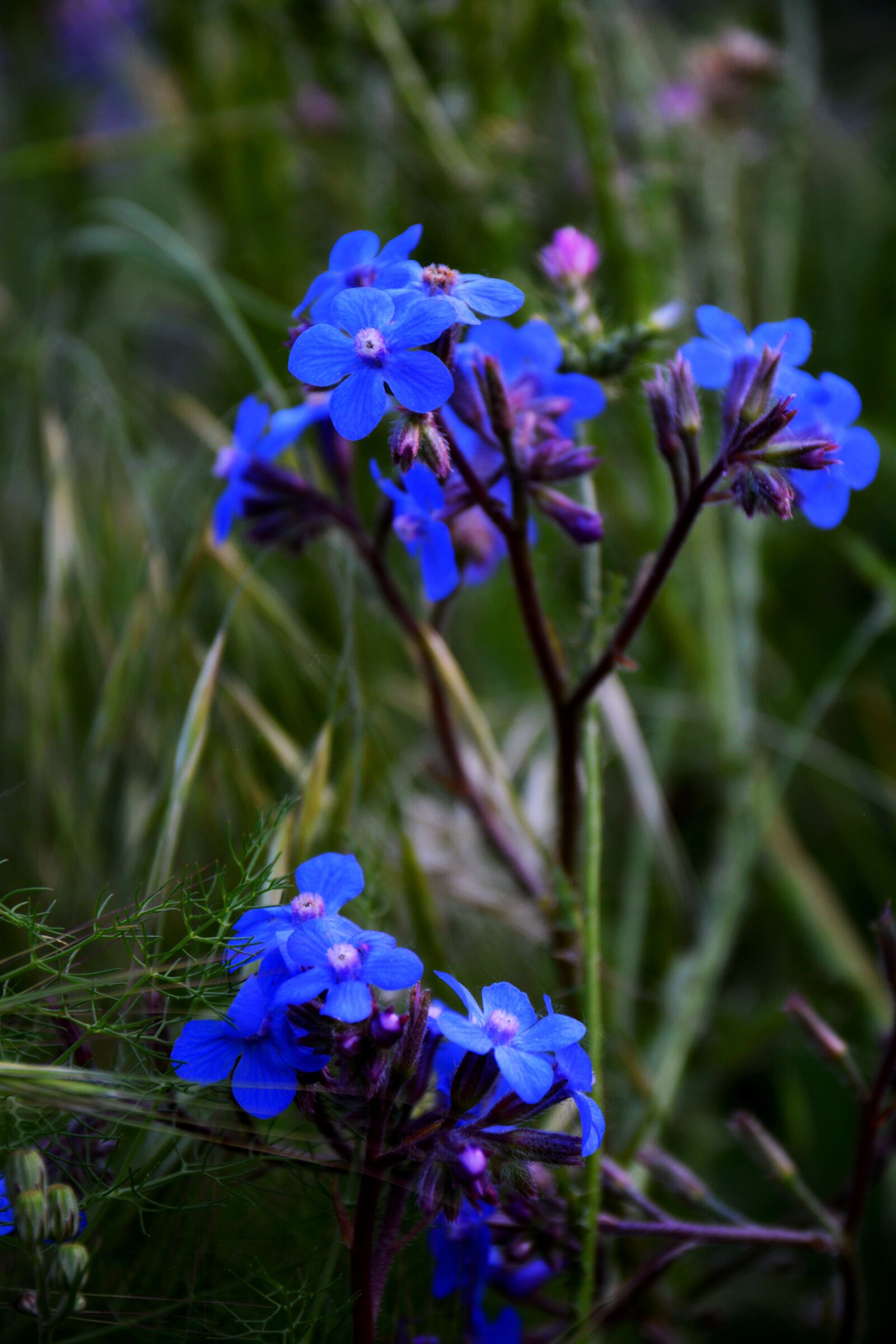 Nikon D5200 sample photo. Flower, flowers, wild photography