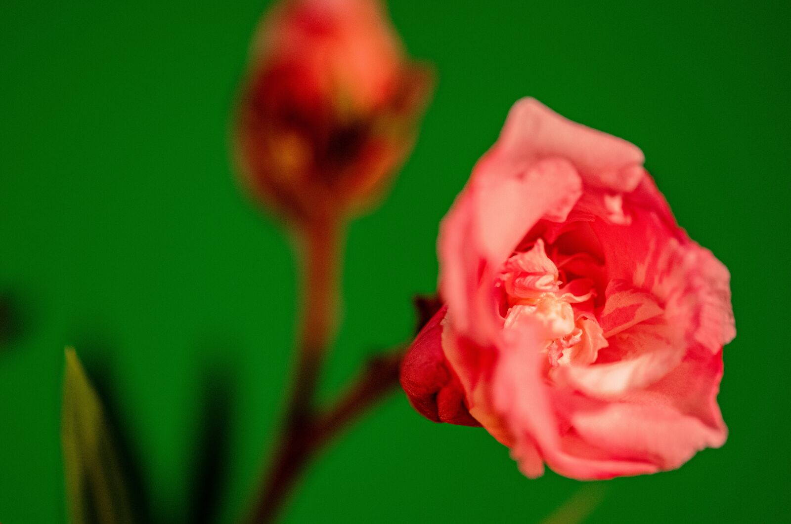 Nikon D5300 sample photo. Flower, oleander, rozkvitnutý photography