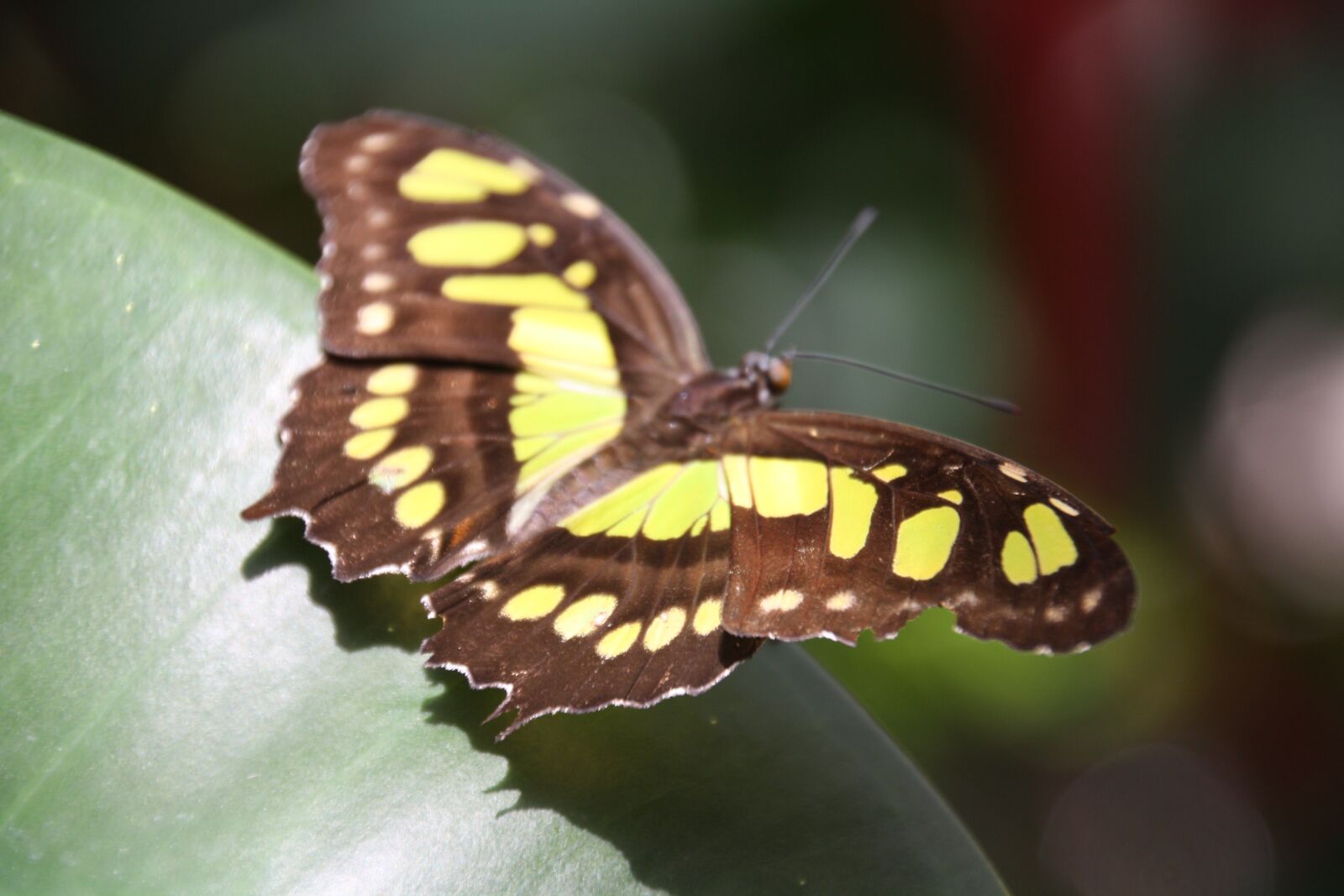 Canon EOS 1000D (EOS Digital Rebel XS / EOS Kiss F) sample photo. Simon, canon 80d, butterfly photography