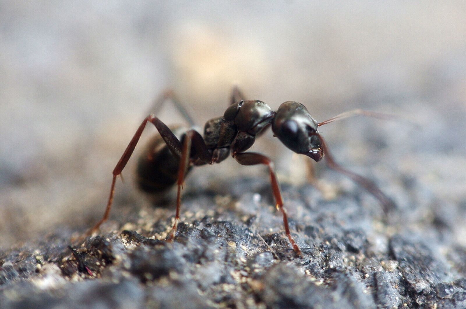 Pentax K-m (K2000) sample photo. Ant, insect, macro photography