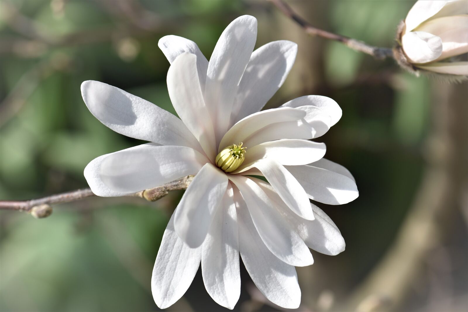 Nikon D5500 sample photo. Magnolia, flower, blossom photography