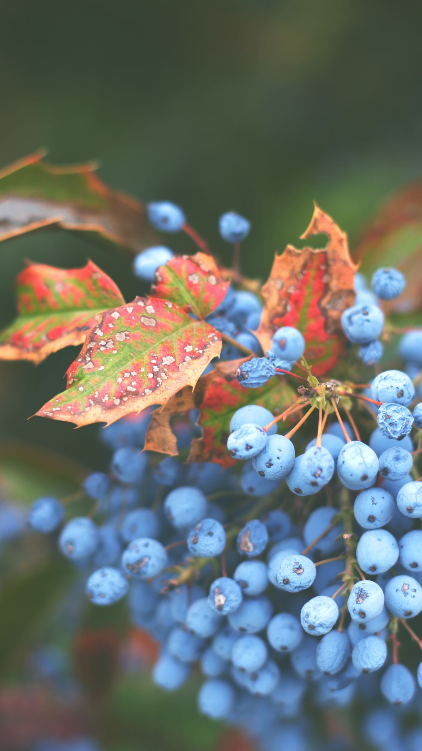 Canon EF 50mm F1.8 STM sample photo. Blue, berry, leaves photography