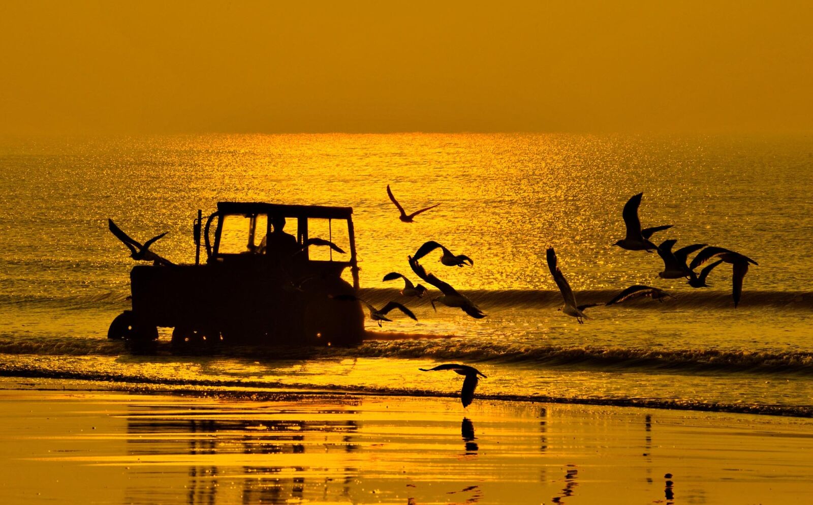 Nikon D3 sample photo. Beach, twilight, seagull photography