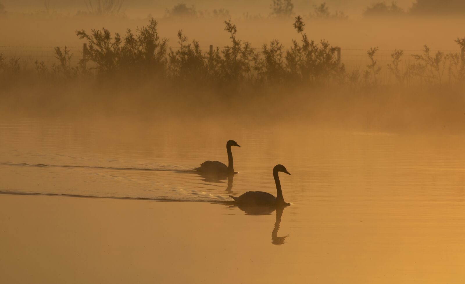 150-600mm F5-6.3 DG OS HSM | Contemporary 015 sample photo. Swans on a misty photography