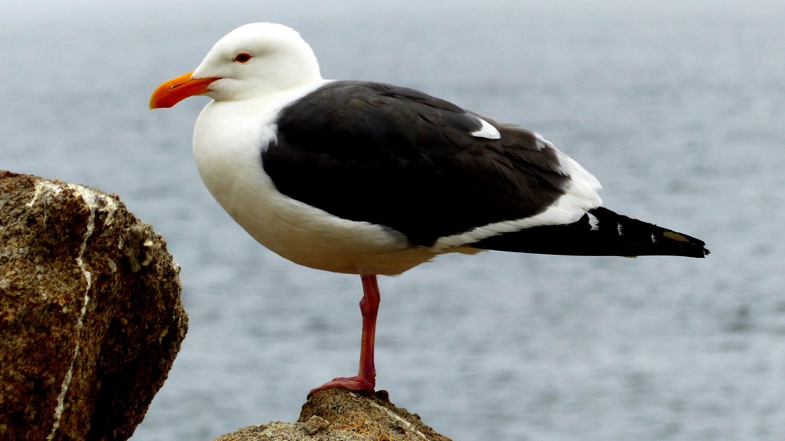 Panasonic Lumix DMC-FZ200 sample photo. Birds, seagulls, sea photography