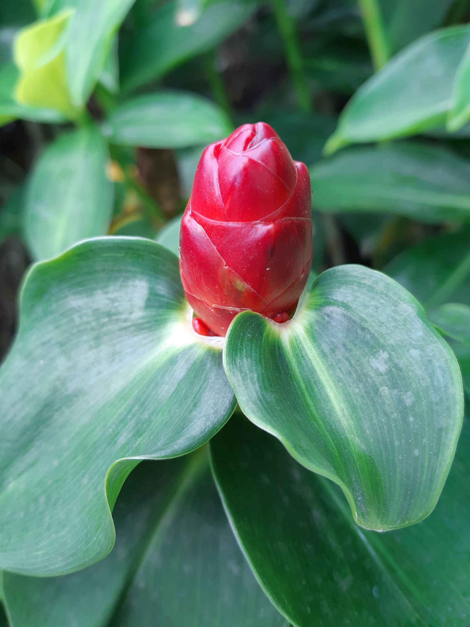 Samsung Galaxy A8(2018) sample photo. Red, red flowers, flowers photography