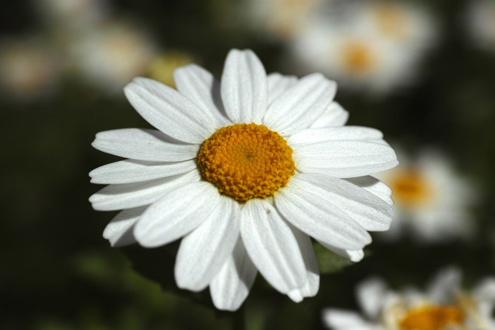 Sigma DP3 Merrill sample photo. Flower, daisy, white photography