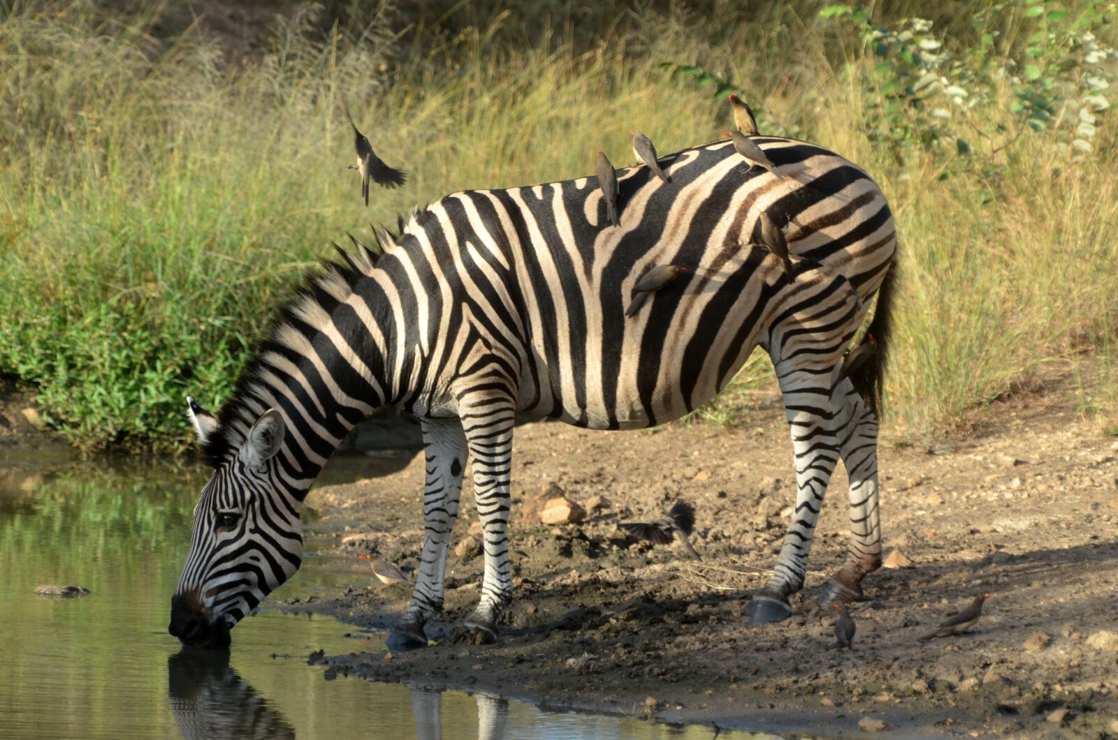 Nikon D7000 sample photo. South africa, zebra, kruger photography