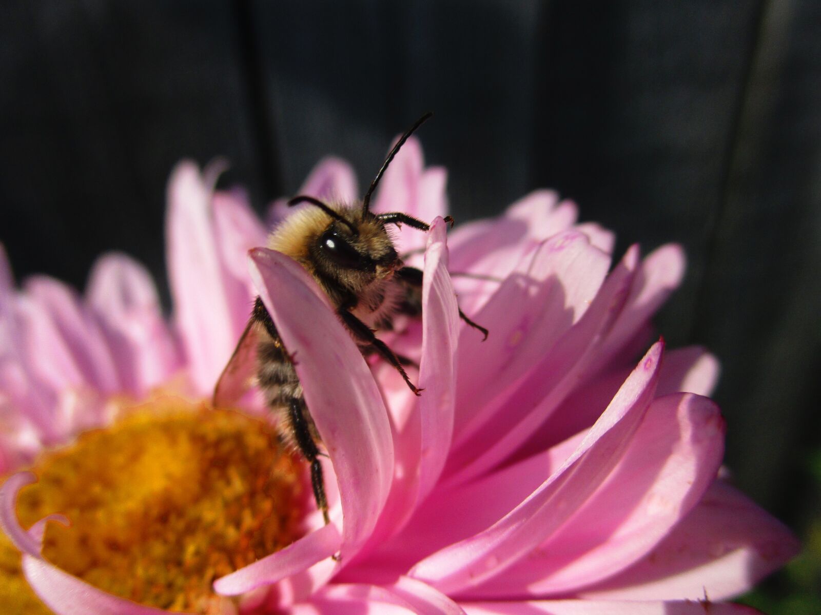 Canon IXUS 185 sample photo. Bumblebee, astra, flower photography