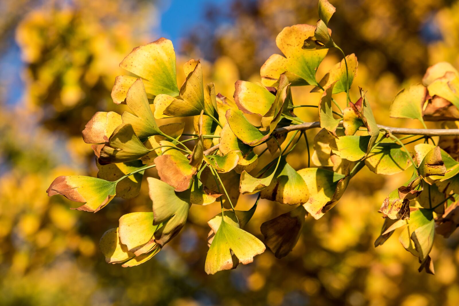 Canon EF-S 55-250mm F4-5.6 IS STM sample photo. Leaves, tree, autumn photography