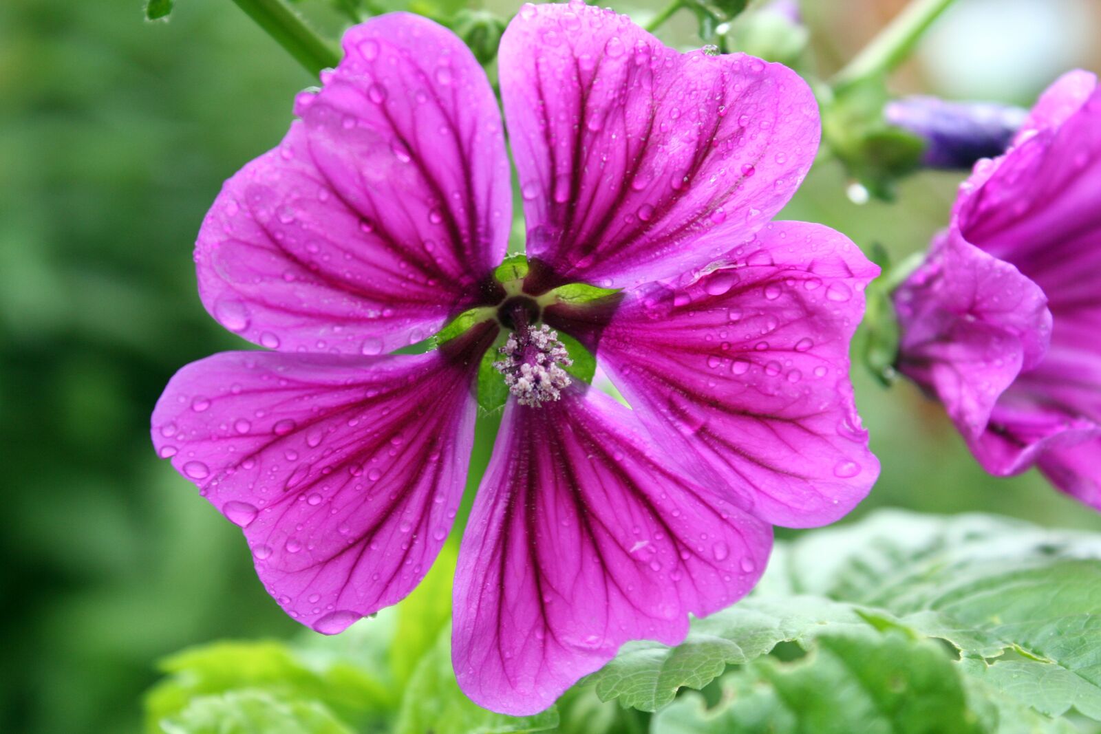 Canon EOS 350D (EOS Digital Rebel XT / EOS Kiss Digital N) sample photo. Flower, nature, plant photography