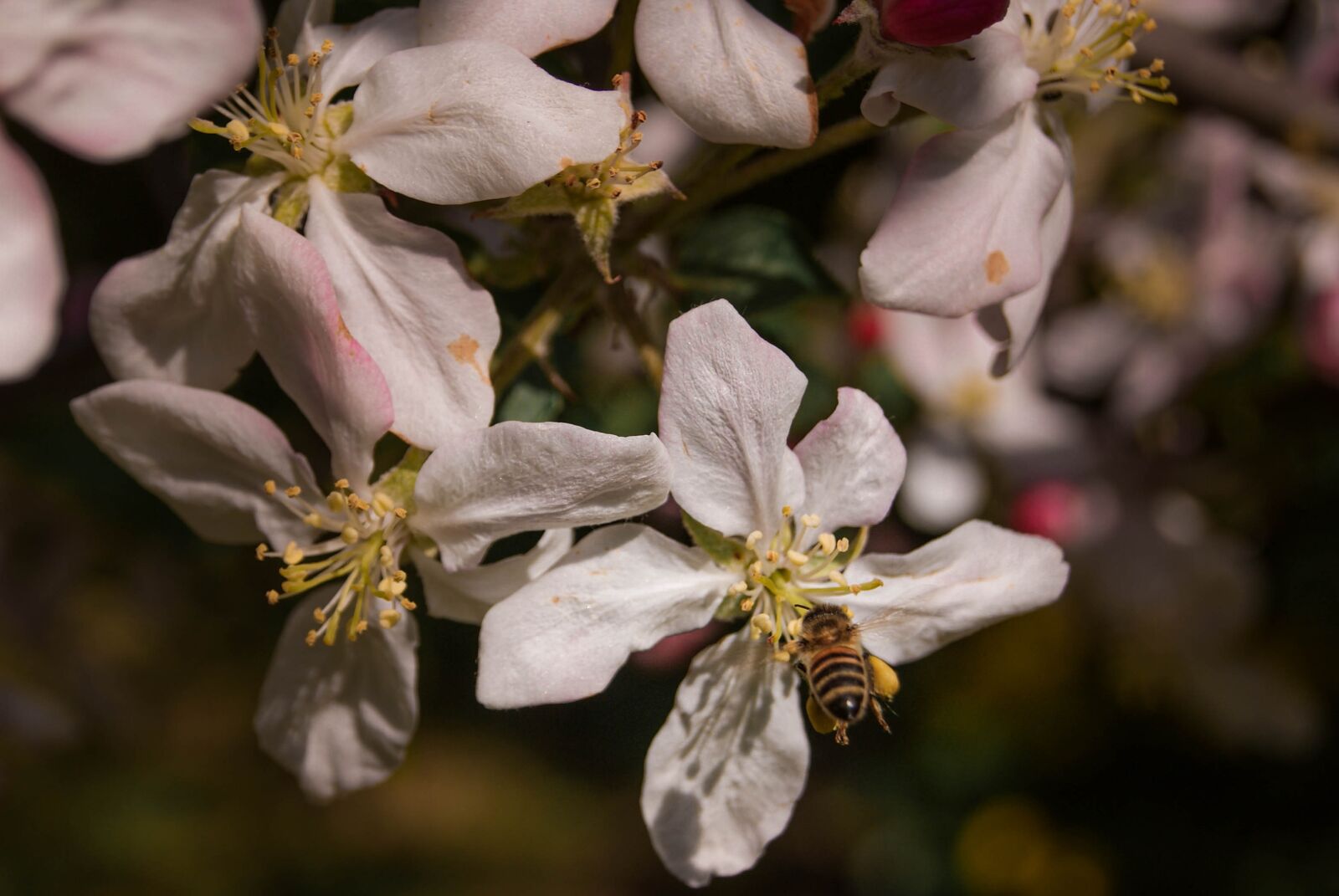 Sony Alpha DSLR-A230 sample photo. Pink, flowers, blossom photography