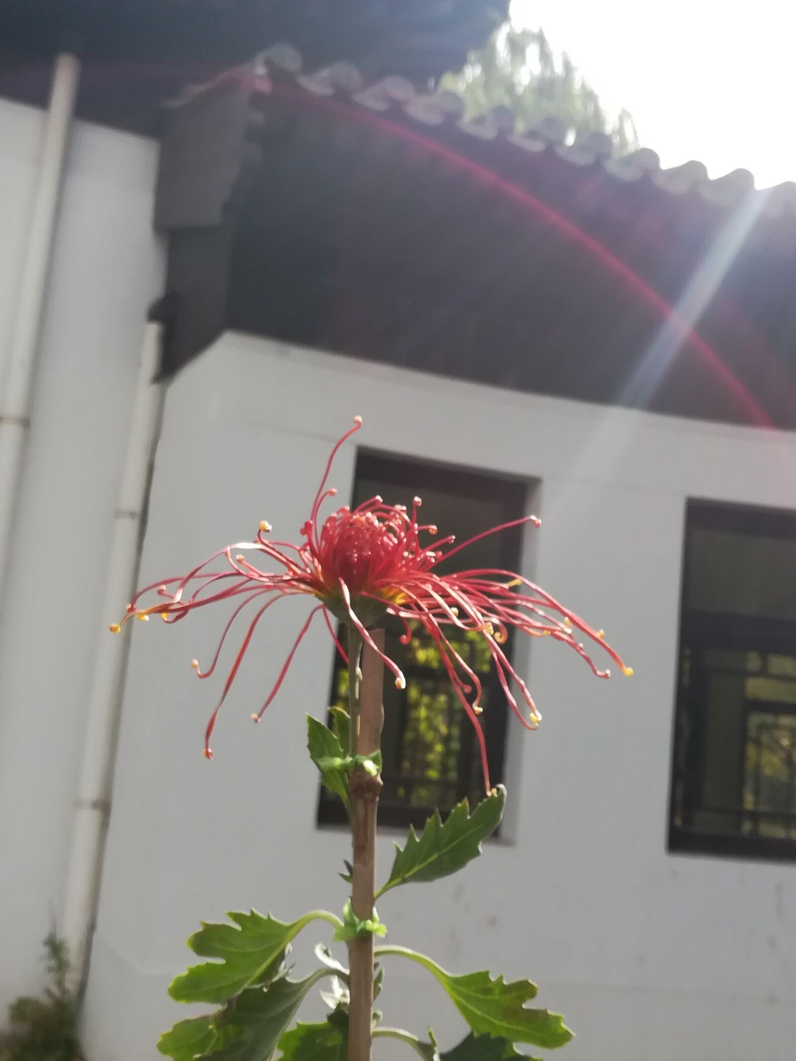 HUAWEI c??Eu?s 6X sample photo