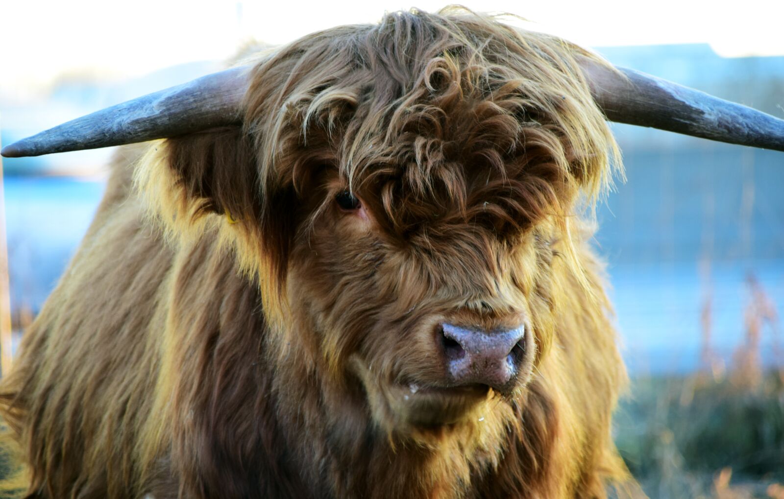 Nikon D3300 sample photo. Highland beef, beef, cow photography