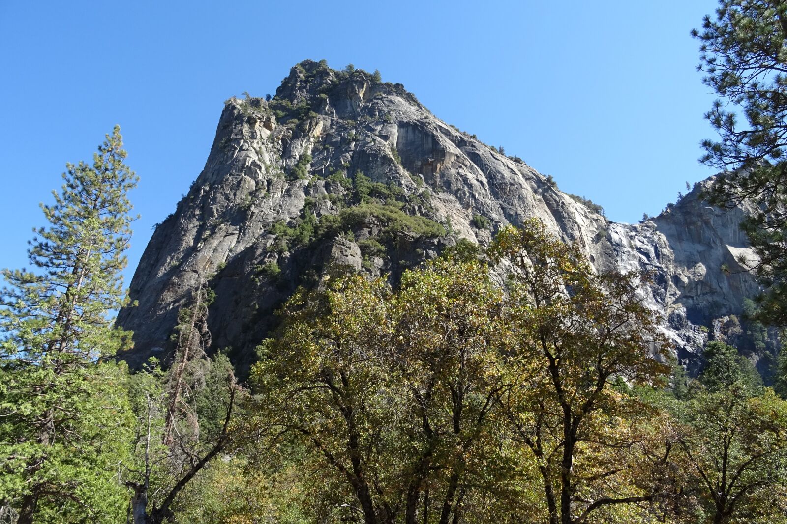 Sony DSC-HX60V sample photo. Valley, vegetation, yosemite photography