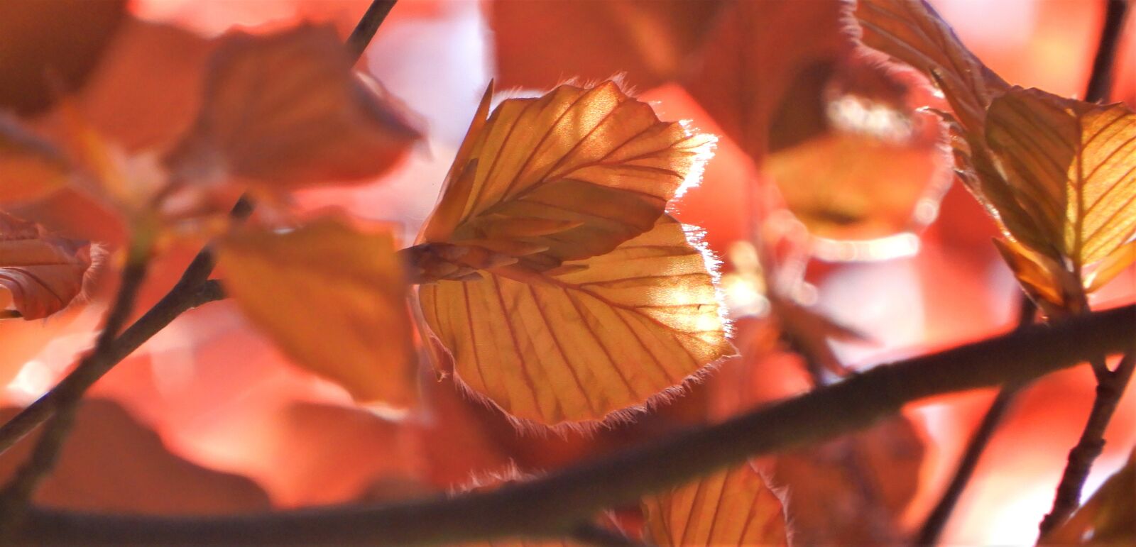 Nikon Coolpix A900 sample photo. Nature, sheet, tree photography