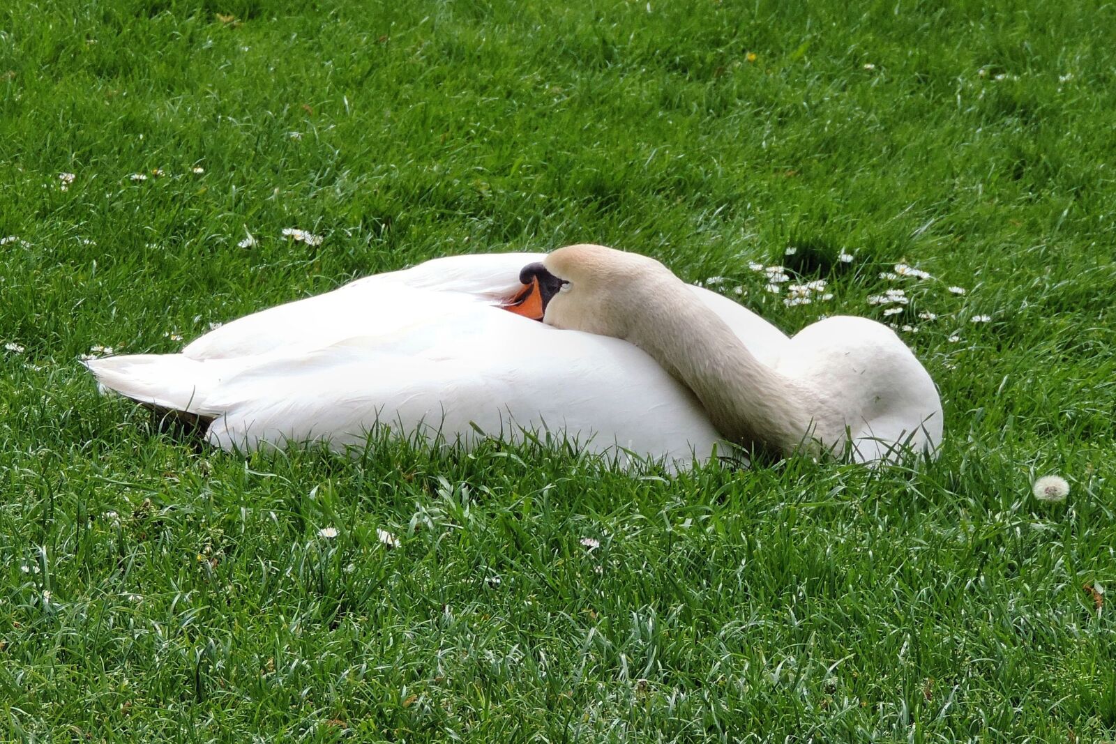 Nikon Coolpix P520 sample photo. Mute swan, swan, meadow photography