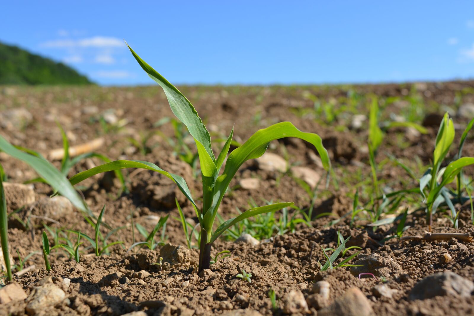 Nikon D5200 sample photo. Nature, field, plant photography