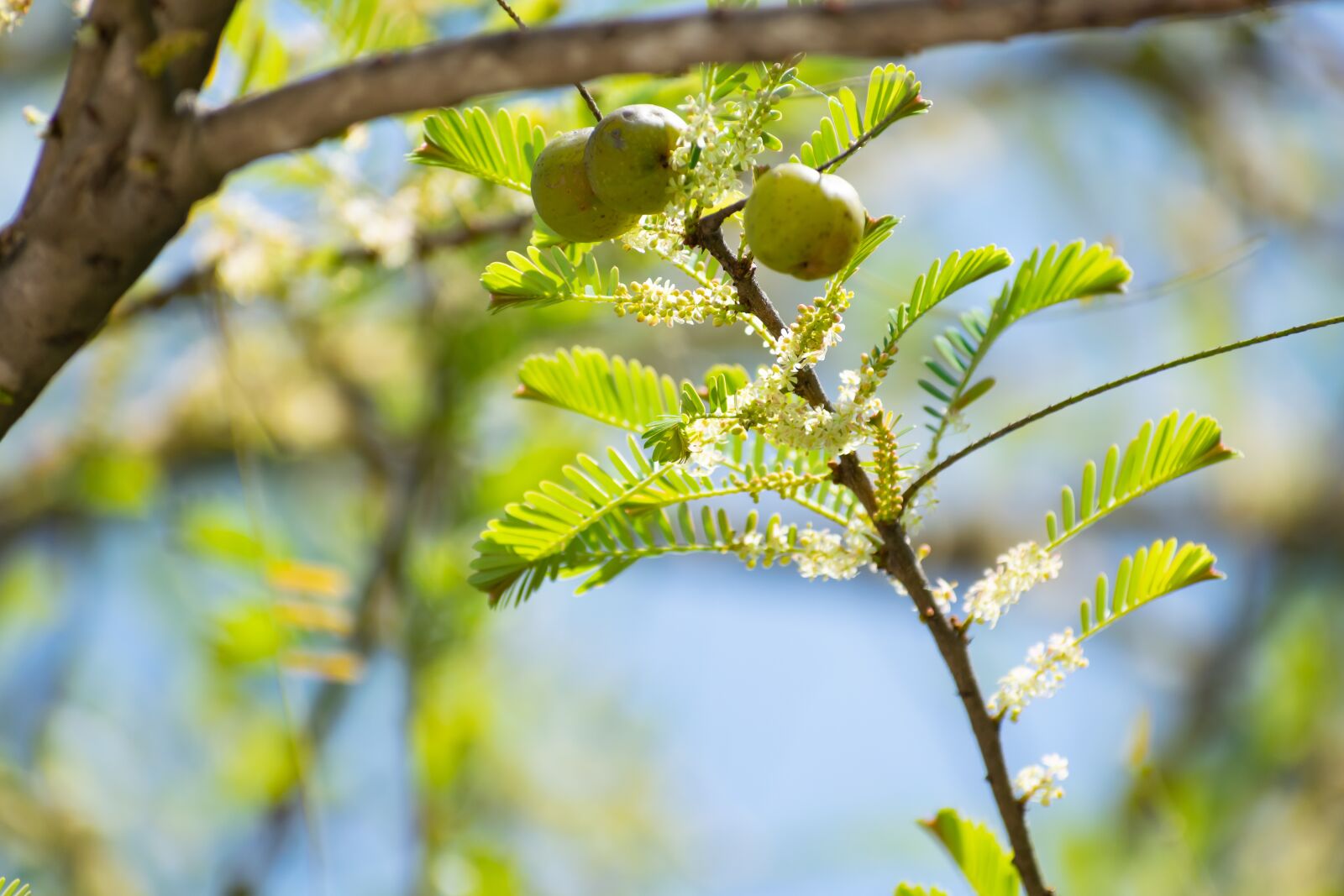 Nikon D3300 sample photo. Indian gooseberry, ambla, fruit photography
