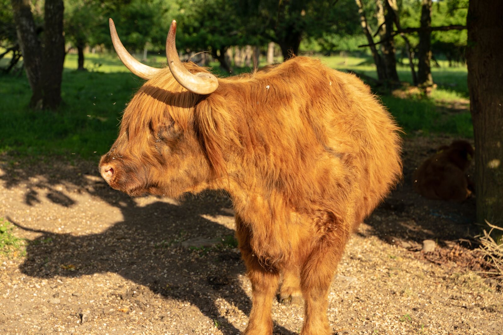 Tamron 28-75mm F2.8 Di III RXD sample photo. Beef, highland beef, cow photography