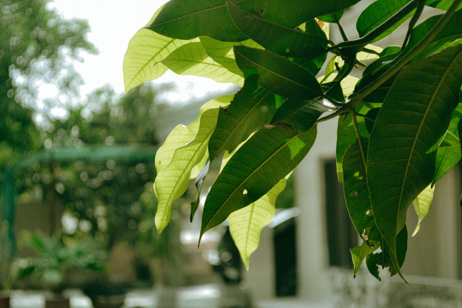 Nikon D3100 sample photo