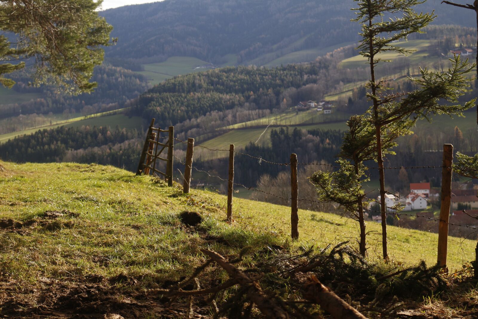Canon EOS 700D (EOS Rebel T5i / EOS Kiss X7i) sample photo. Glade, forest, nature photography