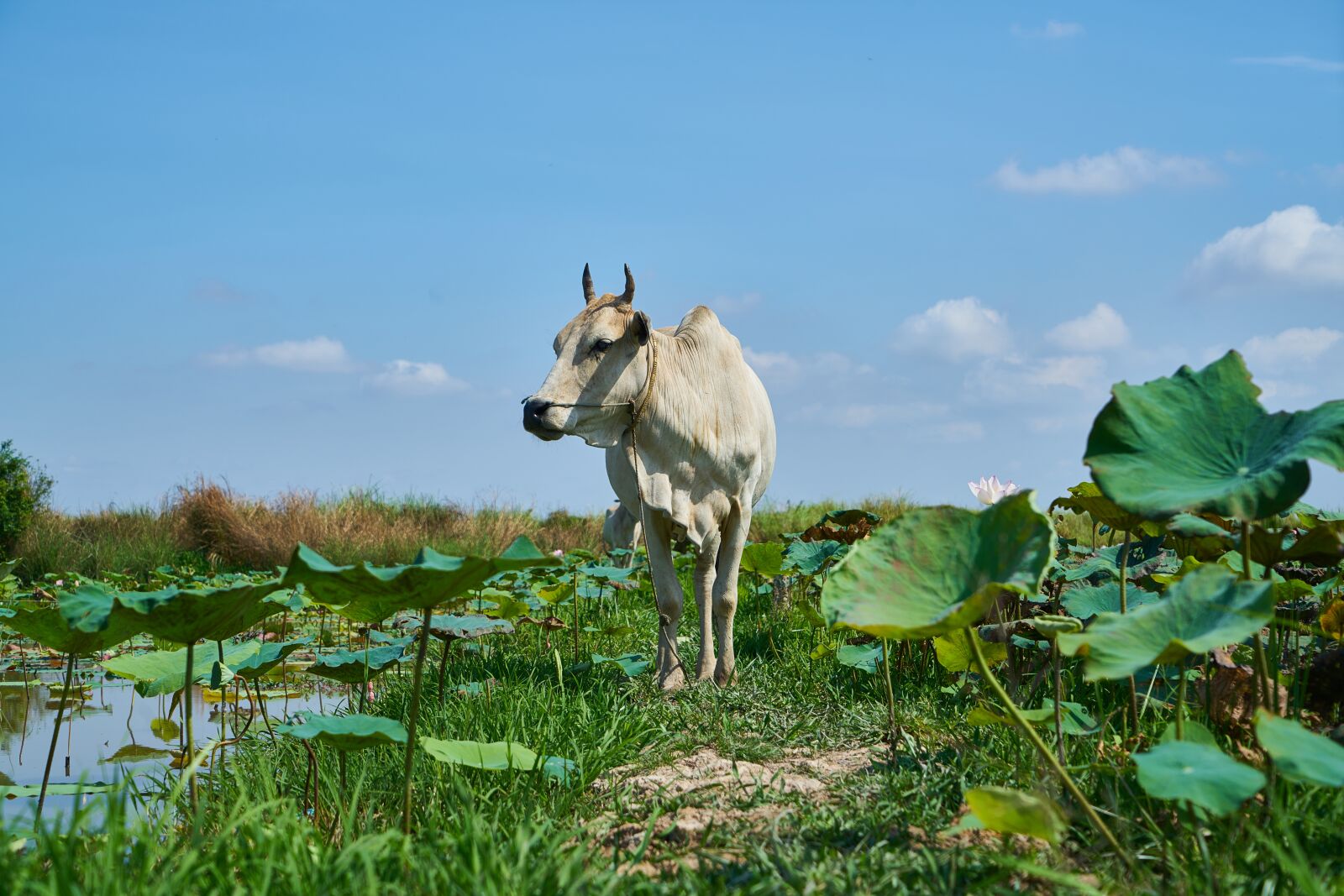 Sony a7R II sample photo. Lotus, garden, cow photography