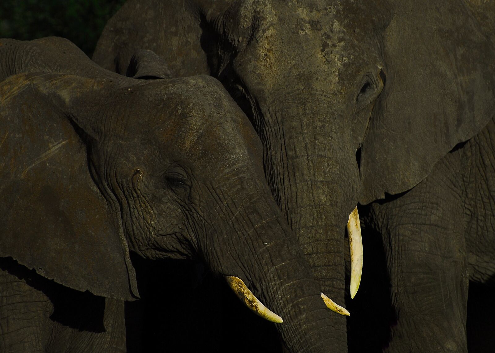Nikon D200 sample photo. Elephants, brotherhood, family photography