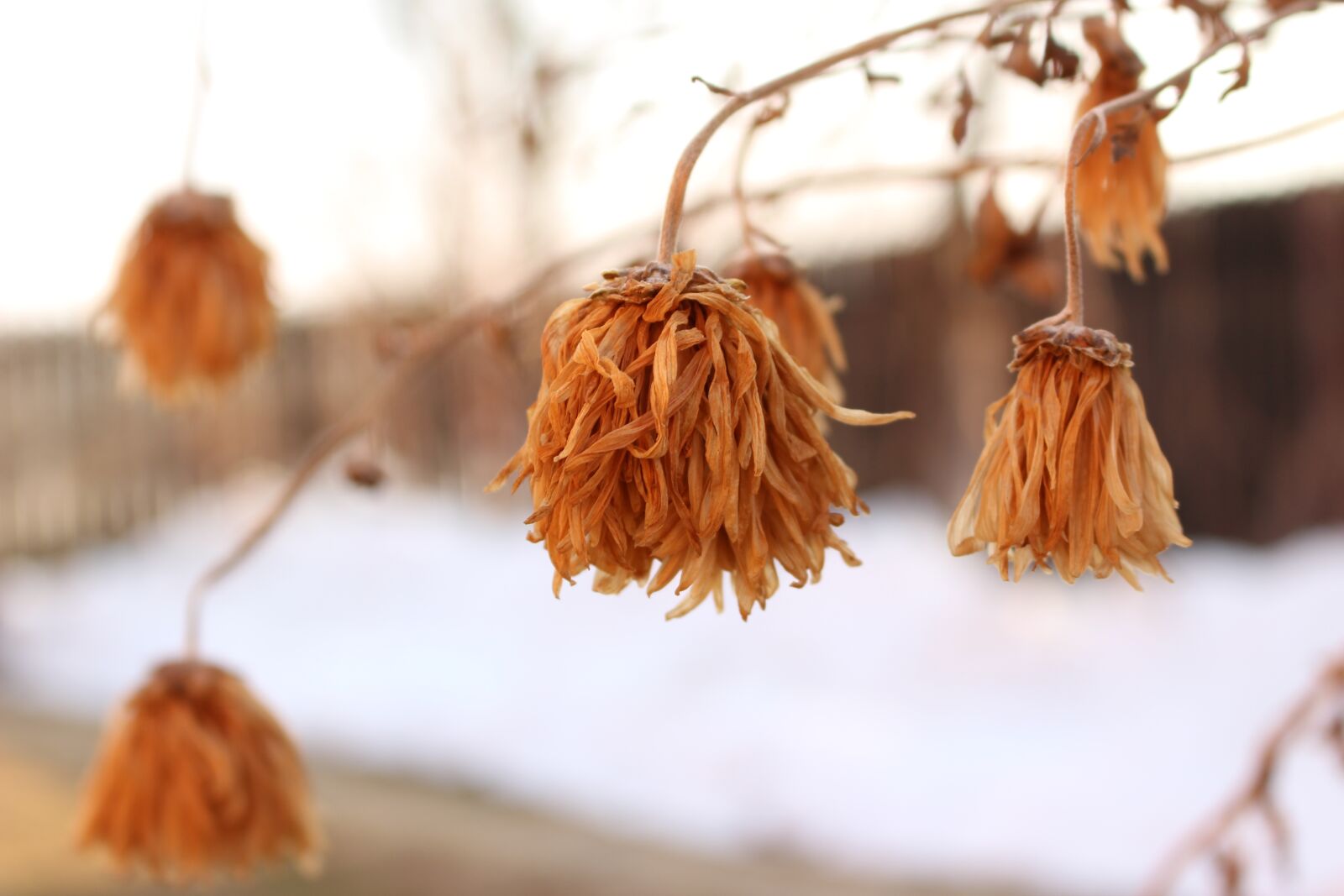 Canon EOS 700D (EOS Rebel T5i / EOS Kiss X7i) sample photo. Brown, nature, green photography