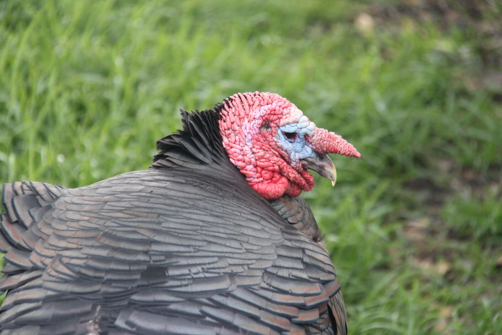 Canon EOS 500D (EOS Rebel T1i / EOS Kiss X3) sample photo. Turkey, bird, farm photography