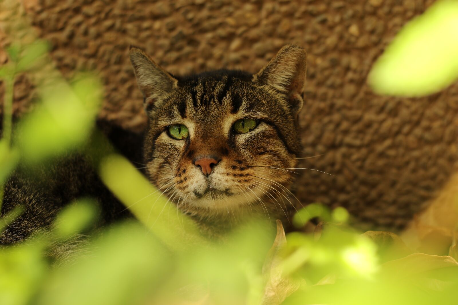 Canon EF 50mm F1.8 STM sample photo. Cat, close up, green photography
