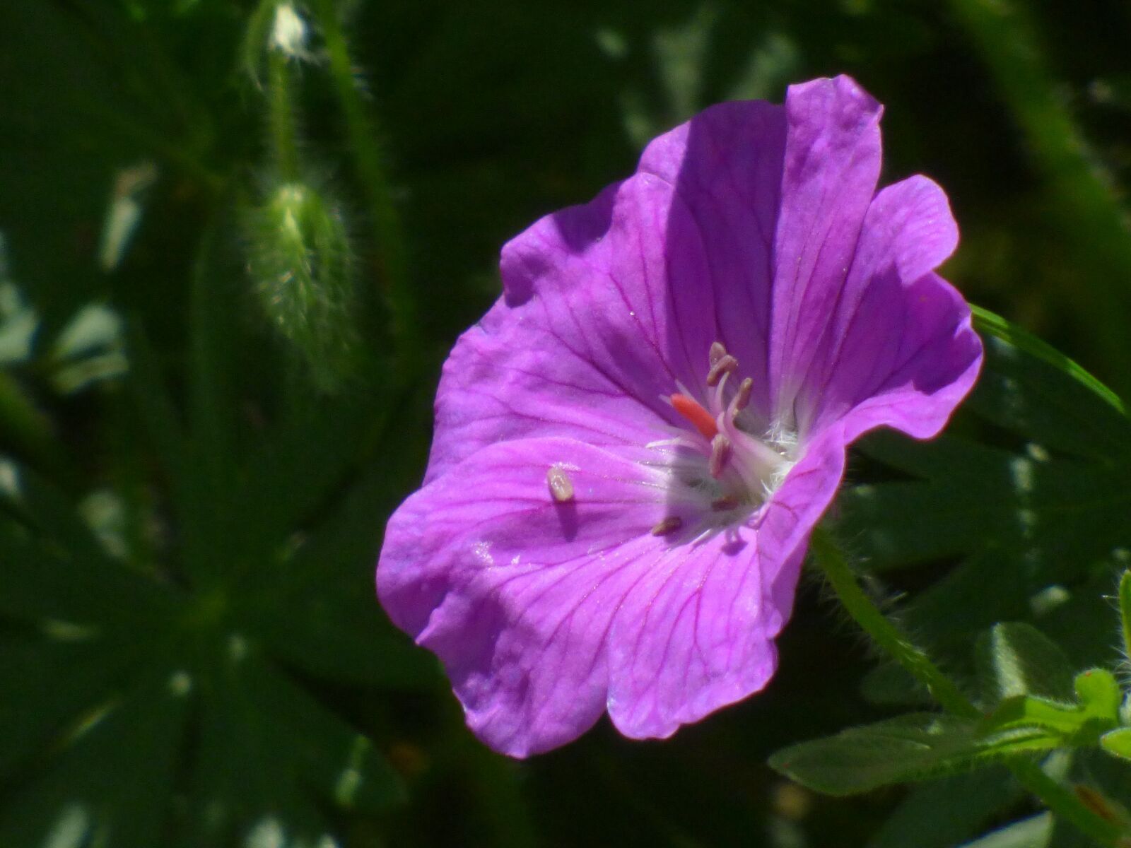 Panasonic DMC-FZ72 sample photo. Plant, purple, blossom photography