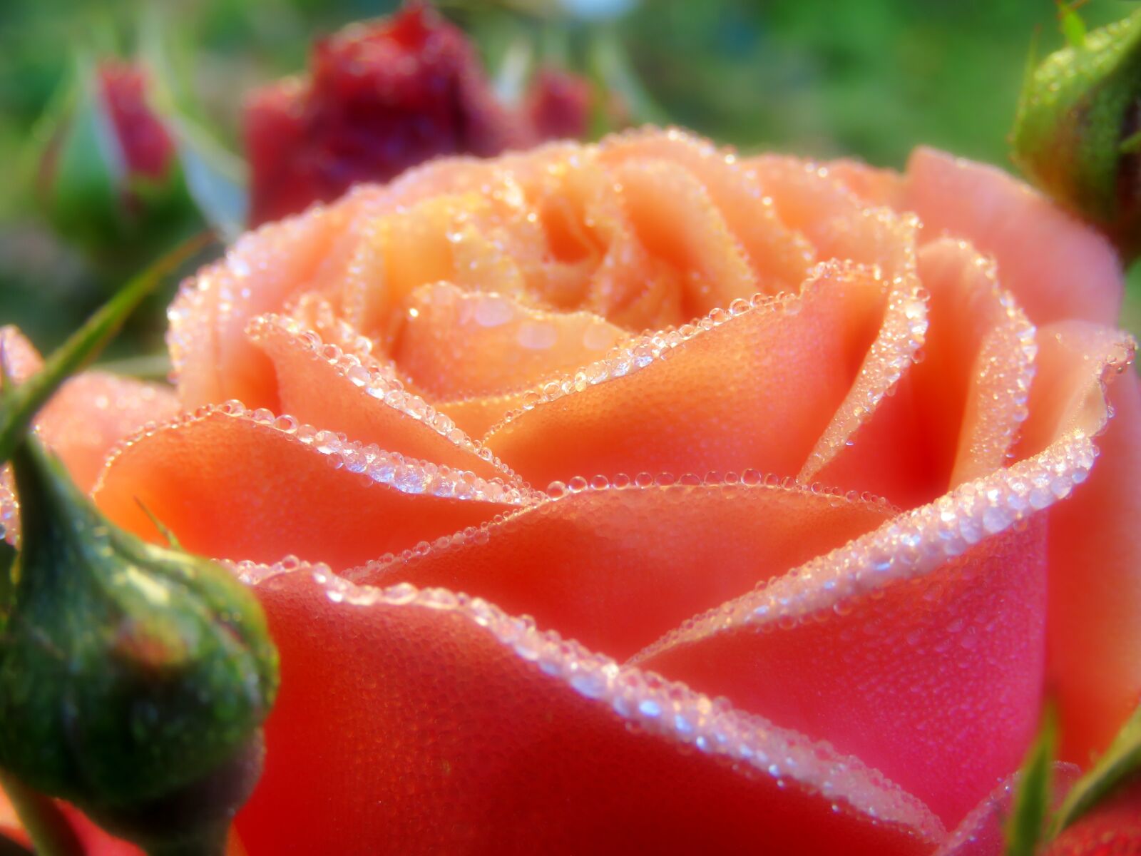 Canon PowerShot SX60 HS sample photo. Rose, orange, blossom photography